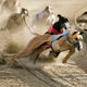 Illustration for article titled Greyhound Track Owners Now Want To Kill Off Their Own Industry